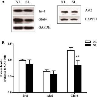 Protein Expression Of Key Insulin Signaling Components In The