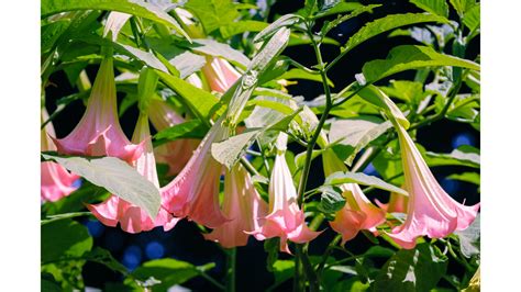 angel trumpet vine plant