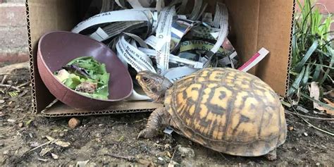 Eastern Box Turtle • Brandywine Zoo