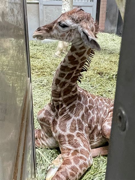 天王寺動物園で4月26日に誕生したキリンの赤ちゃん あべの経済新聞