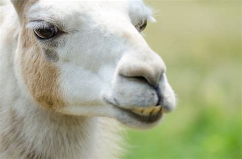 350 Funny Face Llama Stock Photos Pictures And Royalty Free Images Istock