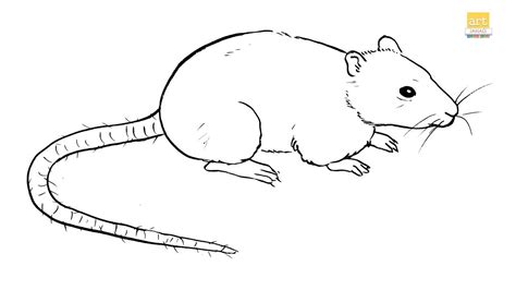 How to draw A Rat II Rat drawing Step by step II part 01 II #artjanag ...