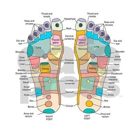 Reflexology Map Of The Feet