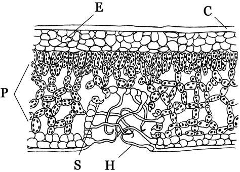 Arbeitsblatt Xerophyten Lk Bio L Sungen Biologie Tutory De