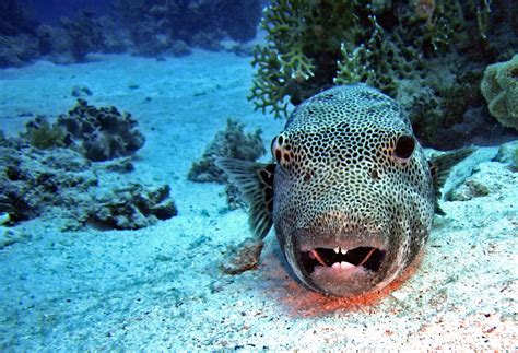 Fotos Gratis Mar Agua Arena Buceo Biolog A Azul Pescado