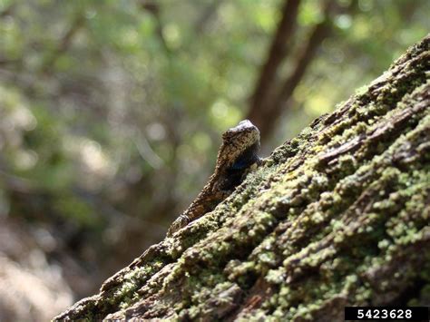 Southern Fence Lizard Sceloporus Undulatus Undulatus Bosc And Daudin In