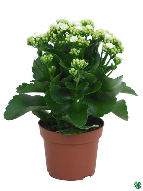 Buy Kalanchoe White Online Peppyflora®