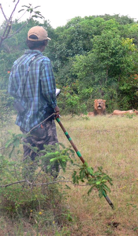 Tailing the last lions of Asia – Science Outside