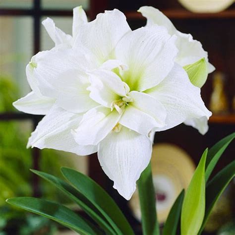 Amaryllis Hippeastrum White Nymph For Sale Online In Eu Directly From