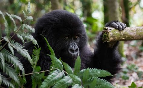 Trekking with the Incredible Mountain Gorillas of Rwanda