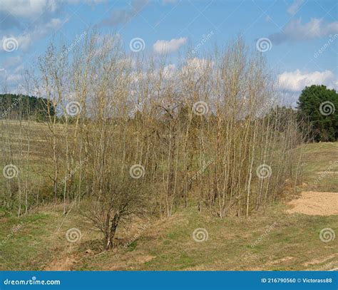 Naked Aspen Grove Stock Photo Image Of Landscape Sunny 216790560