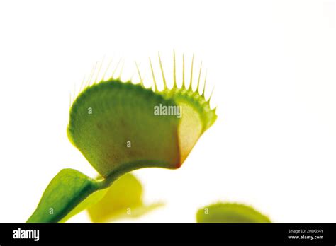 carnivorous plant, venus flytrap, carnivorous plants, venus flytraps ...