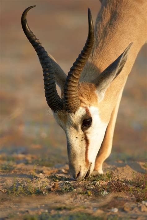 Retrato Da Gazela Fundo Dos Animais Selvagens De Frica Quadro Dos