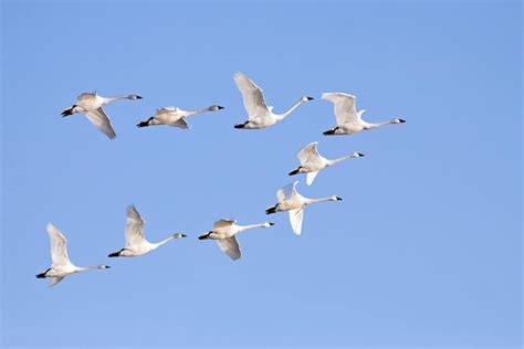 Can Swans Fly? (Distance, Height, Speed & Migration)
