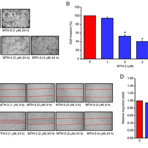 Mth Suppressed Invasion And Migration In Human Breast Adenocarcinoma