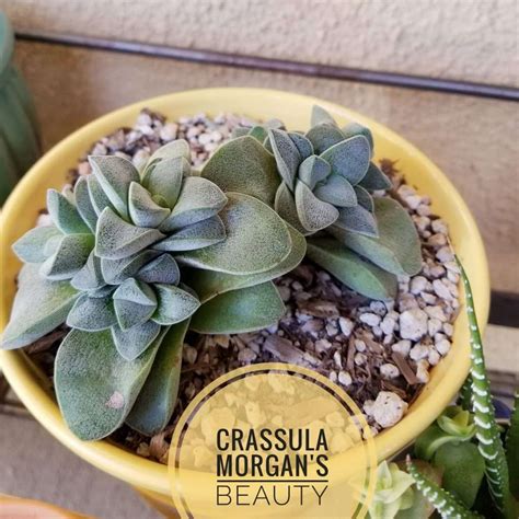 Morgans Beauty Crassula Types Of Succulents Identification Succulentdotcare