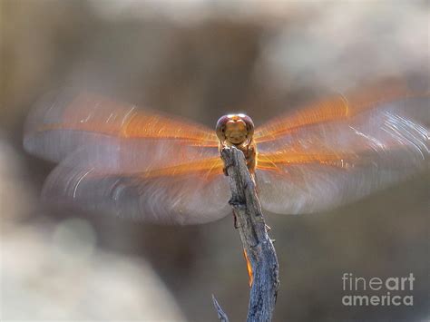 Dragonfly Photograph By Christy Garavetto Fine Art America