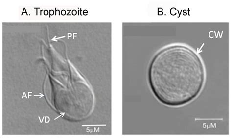 Direct Interference Contrast Dic Microscopy Pictures Of Giardia Download Scientific Diagram