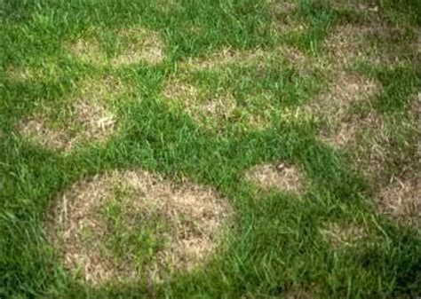 Brown Spots on Lawn – Homeowner Beware | Truesdale Landscaping