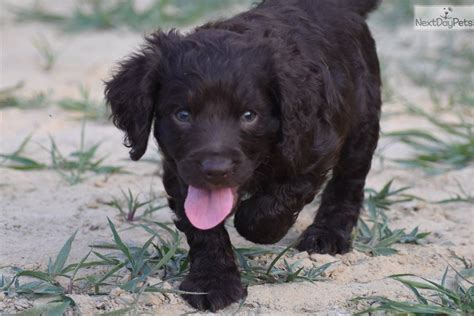 I Am A Cute Boykin Spaniel Puppy Looking For A Home On