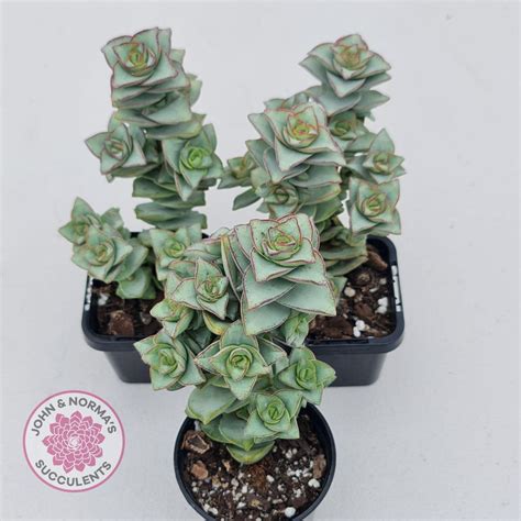 Crassula Perforata Giant Form John And Norma S Succulents John And Norma S Succulents Australia