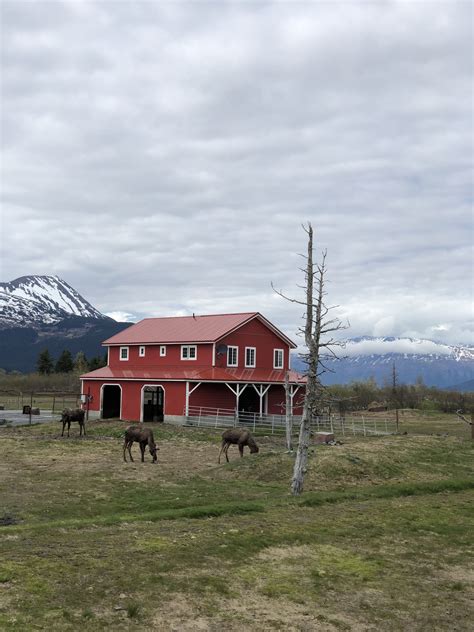 Alaska Wildlife Conservation Center | National parks trip, Alaska ...