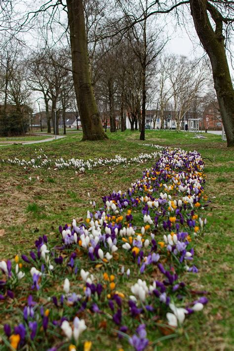 Bed Of Flowers Steen Jeppesen Flickr