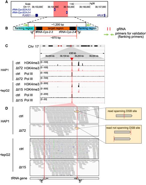 The Target Region Remained Functional In Deletion Clones A The Hg