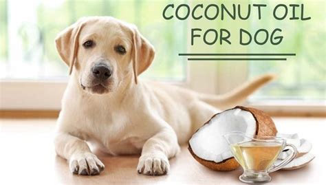 Coconut Oil for Dog Skin: Apply & Cure Skin Problems (Based on Studies)