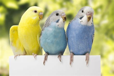 The Ultimate Budgie Colors Guide - petrestart.com