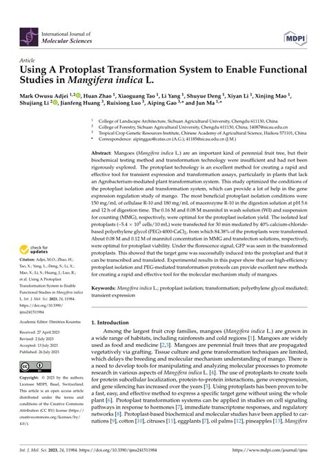 (PDF) Using A Protoplast Transformation System to Enable Functional Studies in Mangifera indica L.