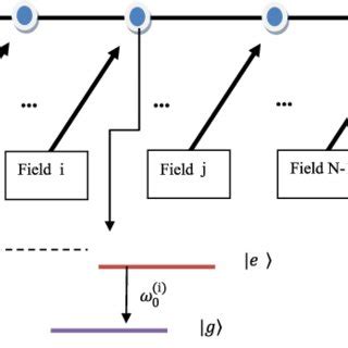 N Trapped Ions Interacting With N Quantized Fields Distinctly