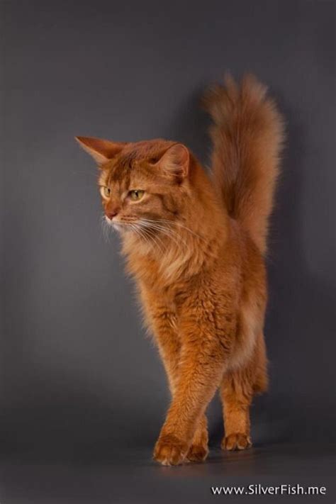 5 Things To Know About Somali Cats Artofit