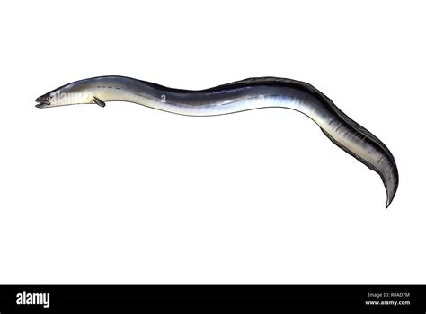 silver eel  res stock photography  images alamy