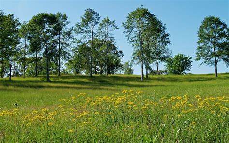 🔥 70 Spring Meadow Wallpapers Wallpapersafari