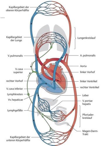 Gef Sssysteme Anatomie Flashcards Quizlet