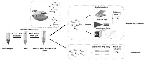 基于RPA CRISPR Cas12a系统的华支睾吸虫可视化快速检测试剂盒及方法 2