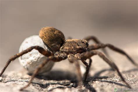 Wollf Spider Macro Photography