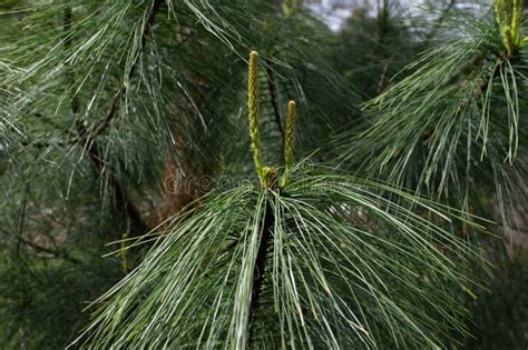 Pine Needles on Pine Tree stock image. Image of plant - 176746933