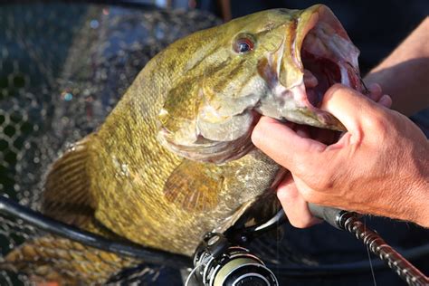 Double Dip Fishing For Bass More In These Virginia Rivers Game Fish