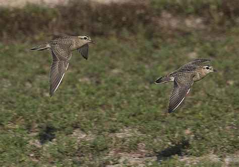 La migración de primavera es ahora más temprana en aves europeas y ...