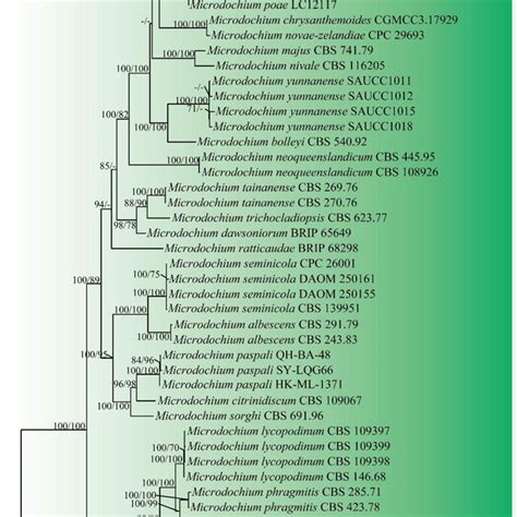 Phylogenetic Tree Of Microdochium And Idriella Species From Bayesian