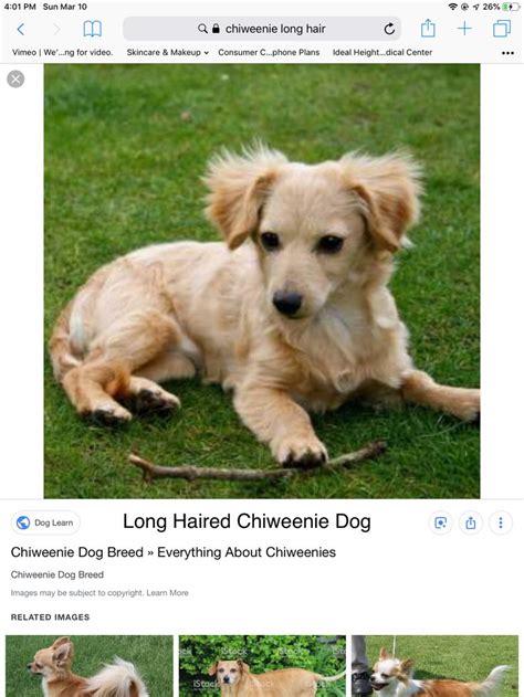 an image of a dog laying on the grass with long haired chiweenie dog