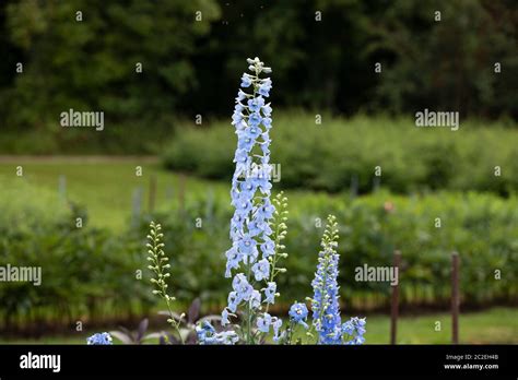 Beautiful Blue Flower Delphinium Elatum Cluster In Bloom In The Garden