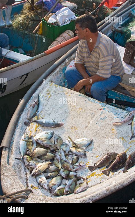 Fisherman Clean Fresh Caught Fish In Early Morning At Embarcadero Dock