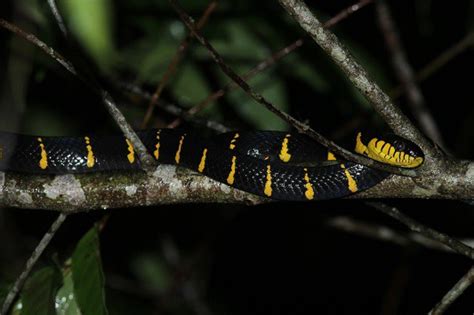 Facts About The Mangrove Catsnake Snake Radar