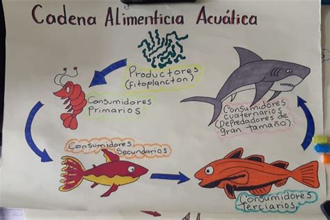 Cadena alimenticia Acuática Ilustraciones Alimenticio