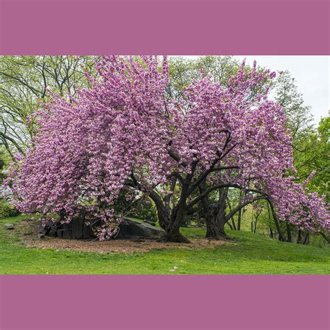 Prunus Serrulata Kanzan Tree Kanzan Flowering Cherry Or Japan Cherry