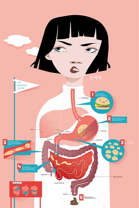 Digestive System Diagram :: Behance