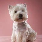 Grooming Styles for a Westie | Dog Care - Daily Puppy